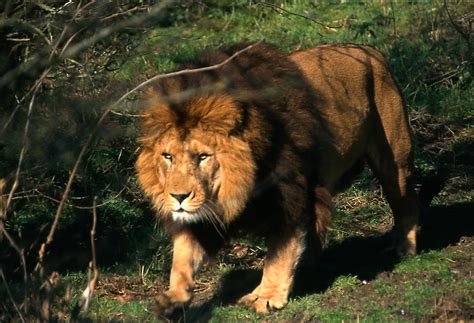 barbary lion today.